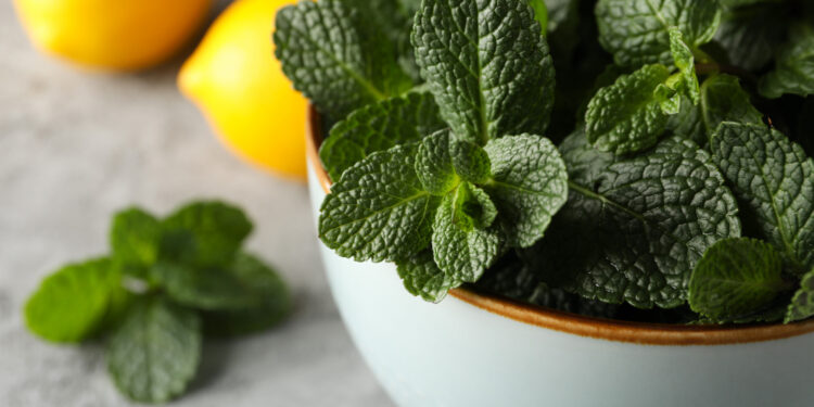 Mėtų nauda ir naudojimas: arbata, džiovinimas ir kiti būdai