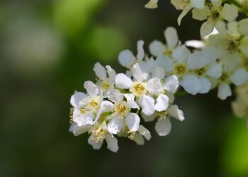 Ieva krūmas – kaip užtikrinti sveiką augimą ir gausų žydėjimą