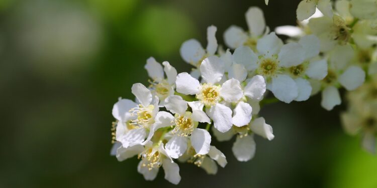 Ieva krūmas – kaip užtikrinti sveiką augimą ir gausų žydėjimą
