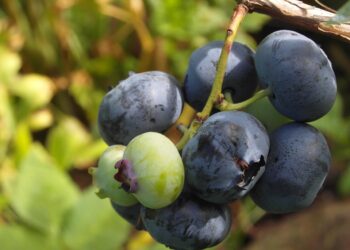 Šilauogės krūmas: sodinimo ypatumai, dirvožemio rūgštinimas ir svarbiausi auginimo patarimai