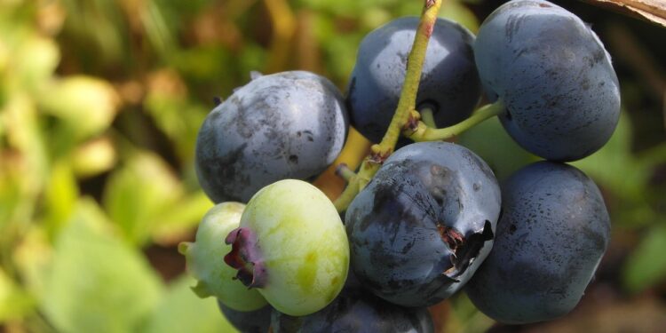 Šilauogės krūmas: sodinimo ypatumai, dirvožemio rūgštinimas ir svarbiausi auginimo patarimai