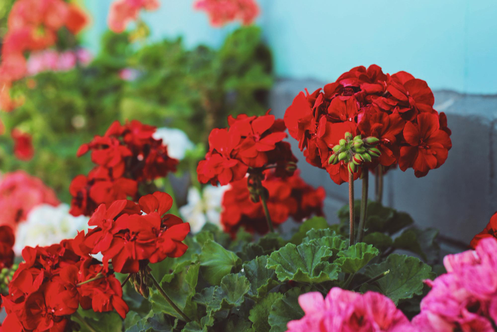 Kas yra pelargonija ir kuo ji skiriasi nuo snapučio