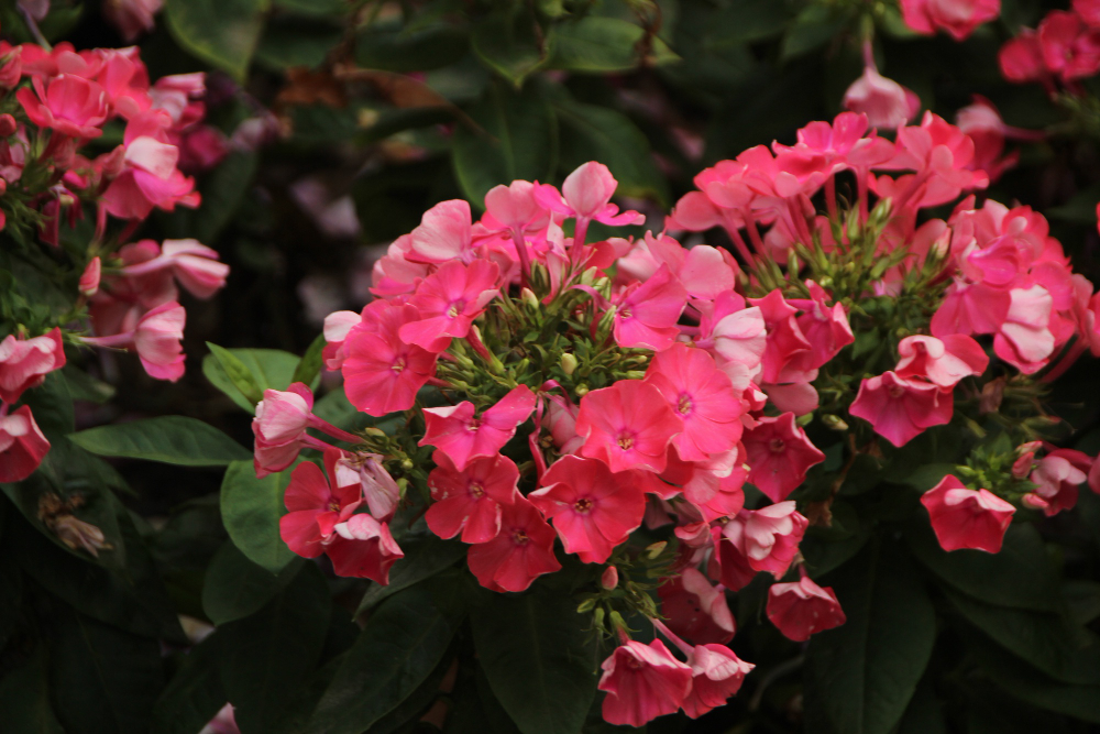 Dirva ir vieta – kur jos žydi gausiausiai