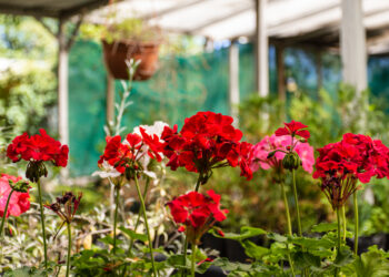 Pelargonija: auginimas, priežiūra ir gausaus žydėjimo paslaptys