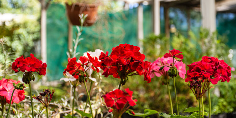 Pelargonija: auginimas, priežiūra ir gausaus žydėjimo paslaptys