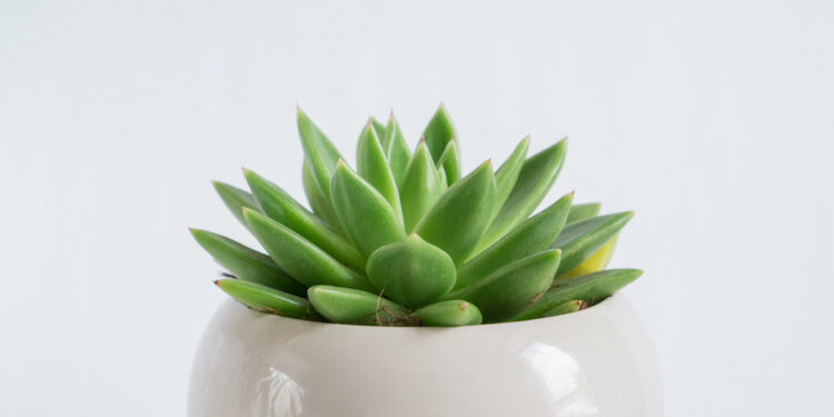 Kambariniai sukulentai: rūšys, priežiūra ir auginimas namuose