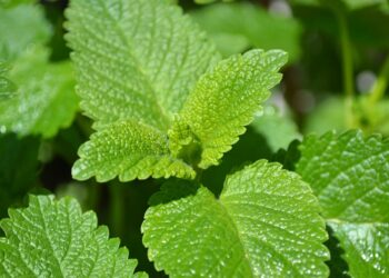 Vaistinė (citrininė) melisa: augalas, išvaizda ir atpažinimas