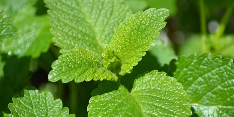 Vaistinė (citrininė) melisa: augalas, išvaizda ir atpažinimas