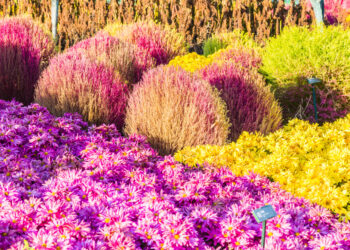 Populiariausi gėlių krūmai, kurie papuoš jūsų kiemą