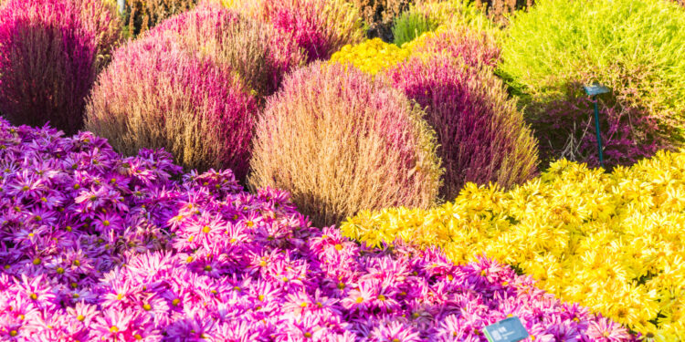 Populiariausi gėlių krūmai, kurie papuoš jūsų kiemą