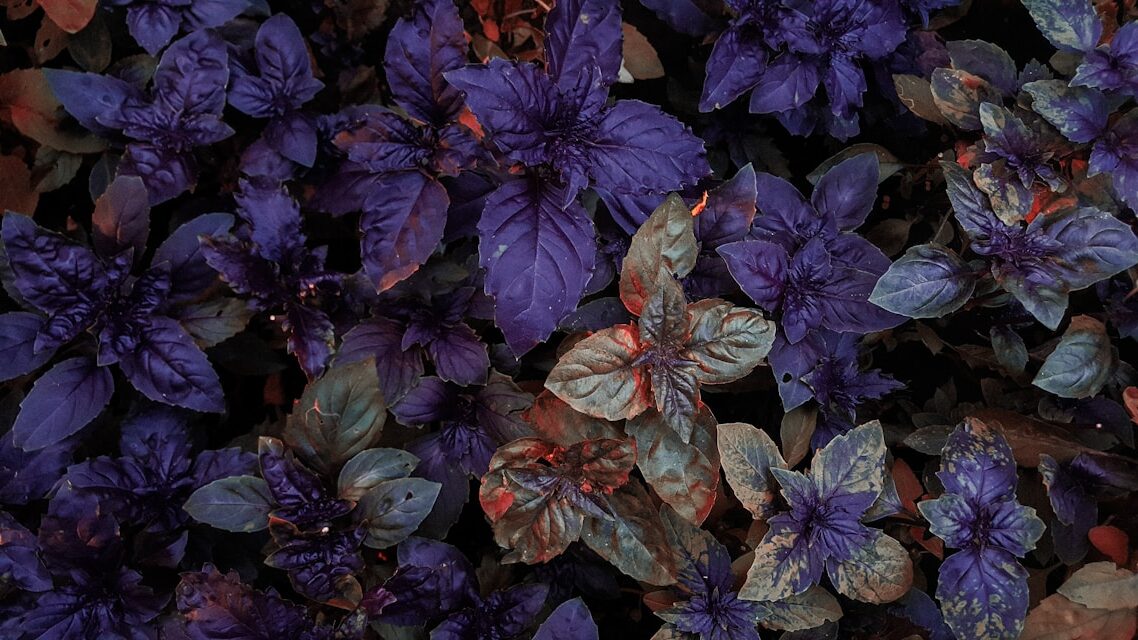 Kada, kur ir kaip sėti Red Rubin baziliką