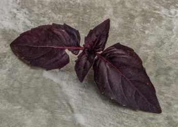 Red Rubin bazilikas – kaip auginti ir naudoti šią spalvingą žolelę