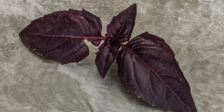 Red Rubin bazilikas – kaip auginti ir naudoti šią spalvingą žolelę