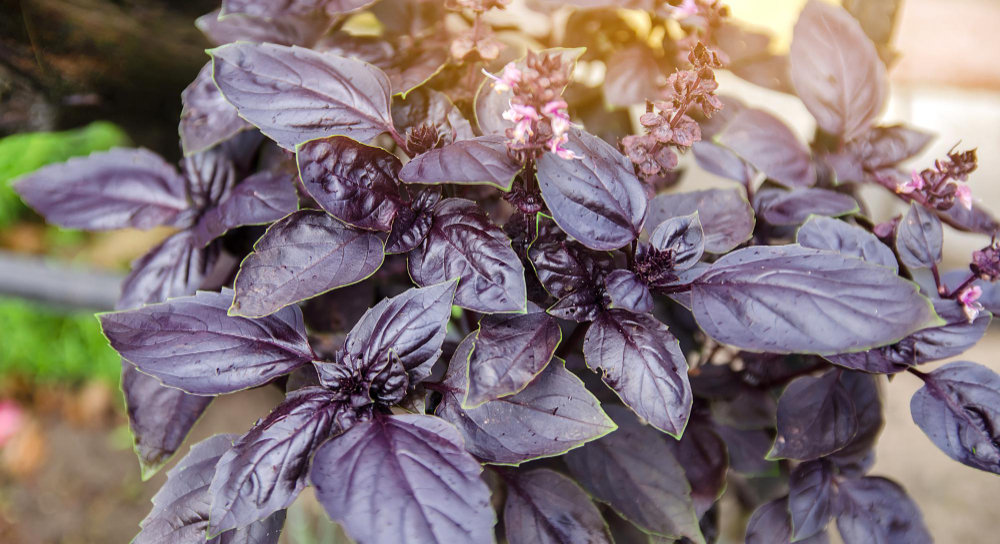 Red Rubin baziliko auginimas vazone, šiltnamyje ir balkone