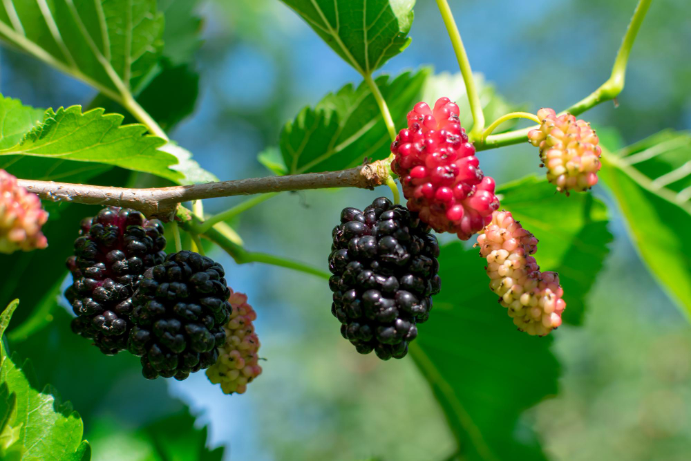 Šilkmedžio priežiūra Lietuvoje: laistymas, tręšimas, žiemojimas