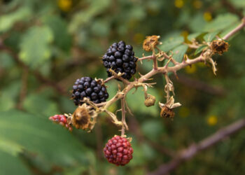Šilkmedis Lietuvoje: rūšys, augimo ypatumai ir formos