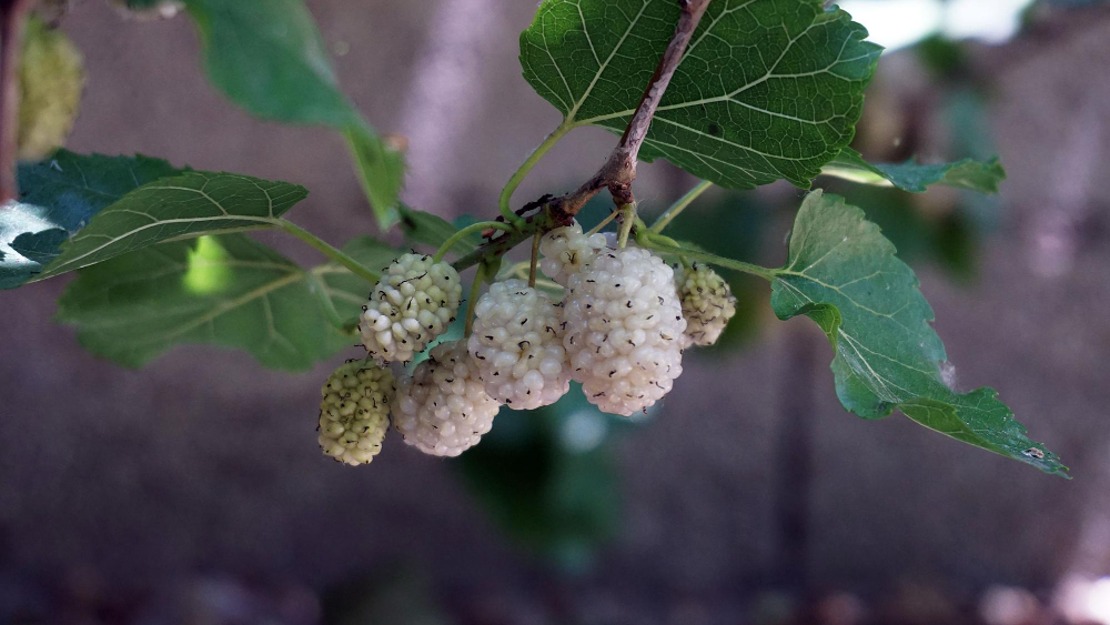 Kada dera šilkmedžio uogos ir kaip jas panaudoti