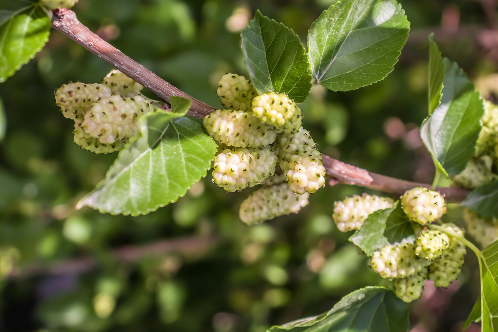 Kur sodinti šilkmedį: vieta, šviesa ir dirva