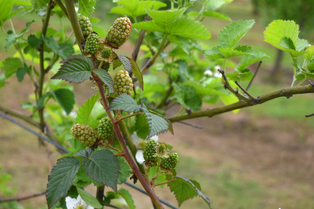Populiariausios šilkmedžio rūšys: baltasis ir juodasis