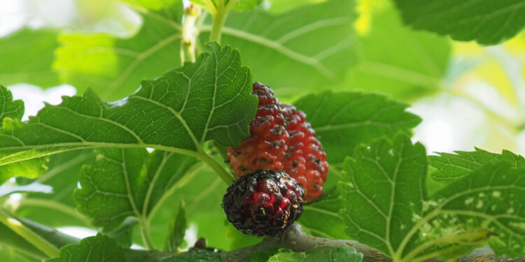 Šilkmedžio lapai: nauda, savybės ir naudojimas