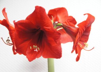 Amarilis: priežiūra nuo sodinimo iki žydėjimo