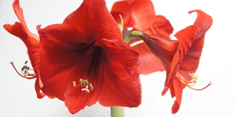 Amarilis: priežiūra nuo sodinimo iki žydėjimo