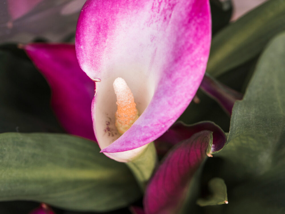 Ar skiriasi laistymas ir tręšimas pagal spalvą?