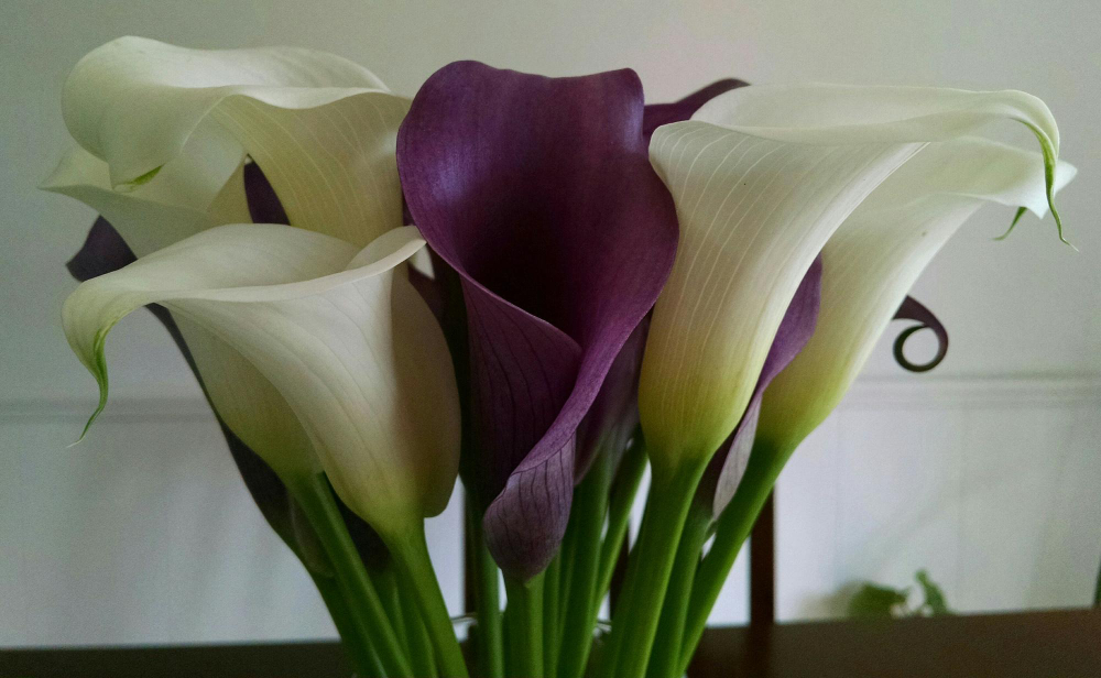 Kas yra kalija ir kodėl spalvos turi reikšmę