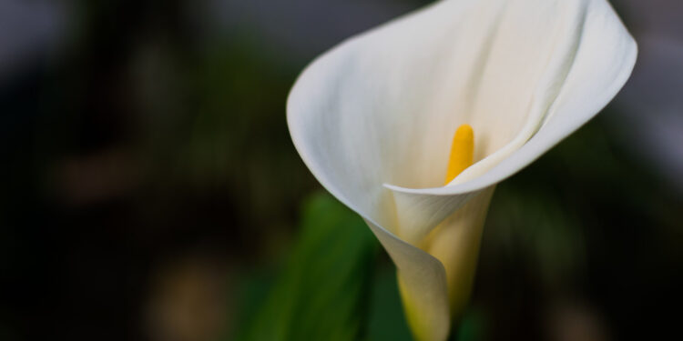 Spalvotų kalijų priežiūra: kuo skiriasi baltos, juodos ir raudona kalija?