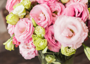 Stambiažiedė eustoma vazone ir lauke – kaip užtikrinti ilgą ir įspūdingą žydėjimą