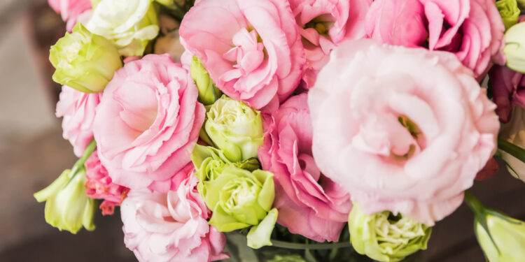 Stambiažiedė eustoma vazone ir lauke – kaip užtikrinti ilgą ir įspūdingą žydėjimą