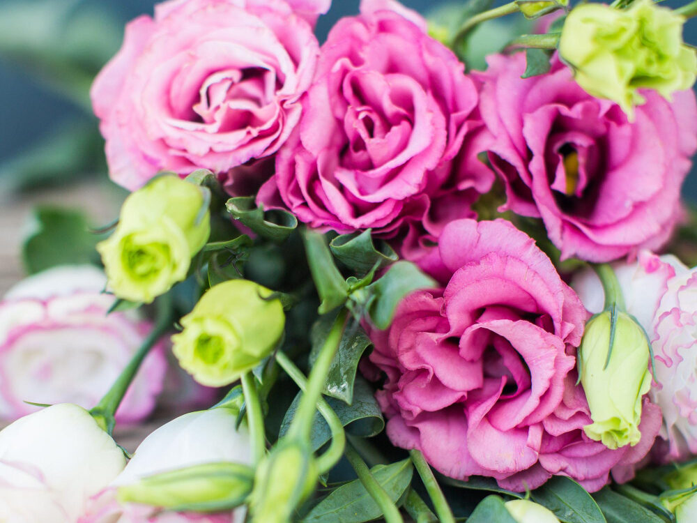 Ar eustoma gali peržiemoti?