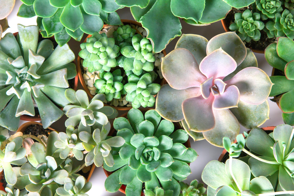 Spalvų ir formų derinimas sukulentų kompozicijose