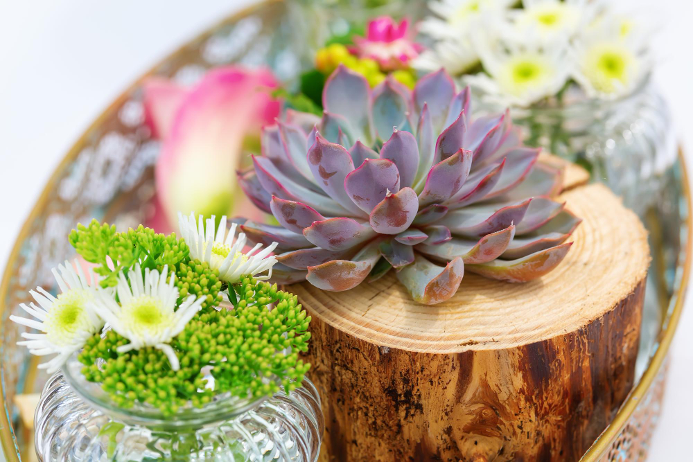 Kokius sukulentus galima sodinti kartu, o kurių geriau nemaišyti