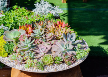 Sukulentų kompozicijos: kaip derinti ir kurti