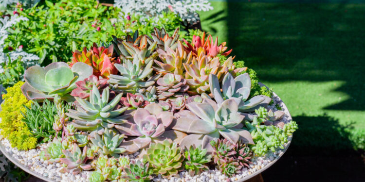 Sukulentų kompozicijos: kaip derinti ir kurti