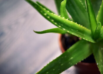 Šviežias alavijas: kaip naudoti, kam tinka ir ko vengti