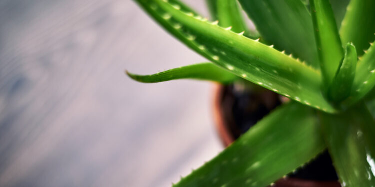 Šviežias alavijas: kaip naudoti, kam tinka ir ko vengti