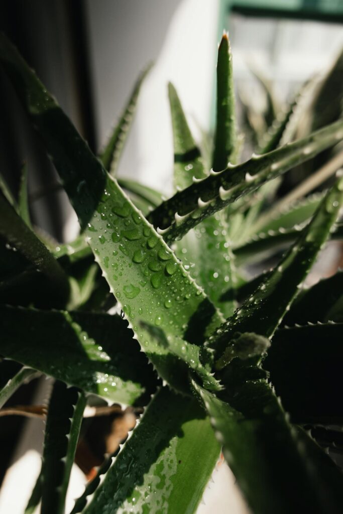 Tikrasis alavijas (Aloe vera): savybės ir naudojimas