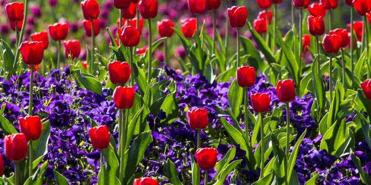 Gražiausios ankstyvos pavasario gėlės ir jų auginimo patarimai