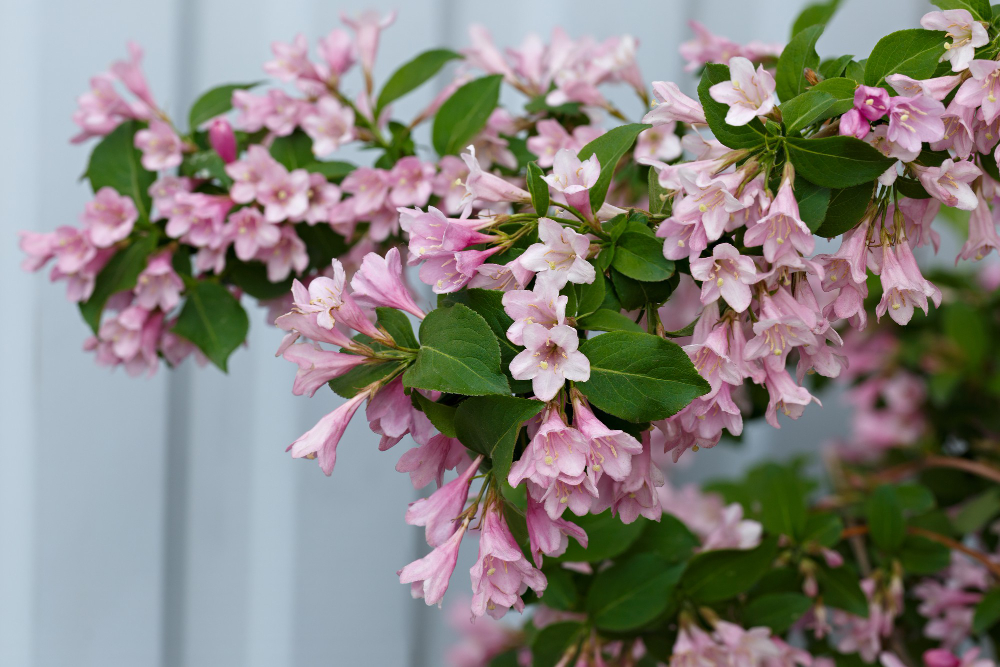 Veigelė – spalvų pliūpsnis pavasarį