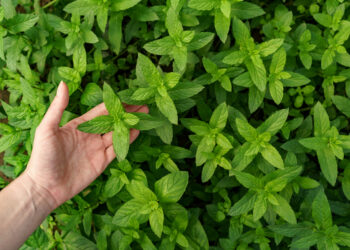 Laukinės mėtos: dirvinė, vandeninė ir kalninė