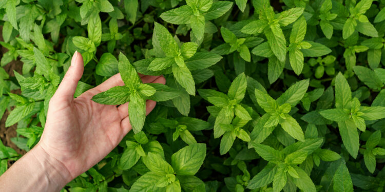 Laukinės mėtos: dirvinė, vandeninė ir kalninė