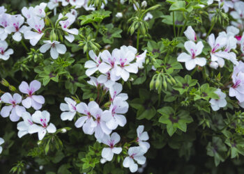 Žydintys krūmai: sodinimas, priežiūra ir patarimai