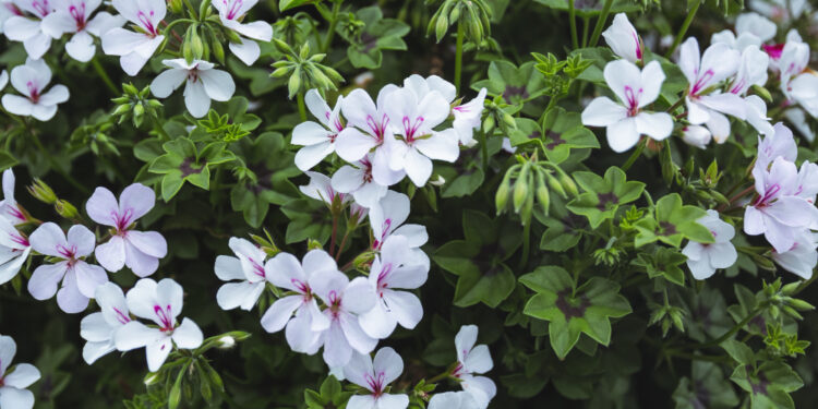 Žydintys krūmai: sodinimas, priežiūra ir patarimai