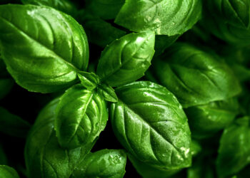 Top 5 baziliko receptų: nuo pesto iki salotų – kūrybiški būdai naudoti baziliką