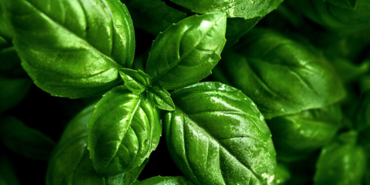 Top 5 baziliko receptų: nuo pesto iki salotų – kūrybiški būdai naudoti baziliką