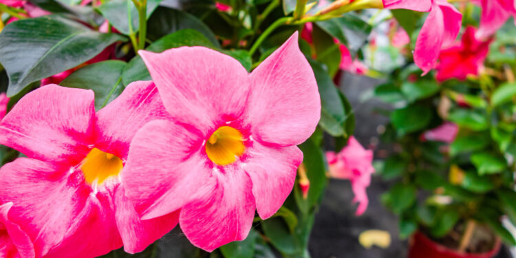 Rausvoji mandevila ir Sundaville: kaip auginti ir prižiūrėti namuose