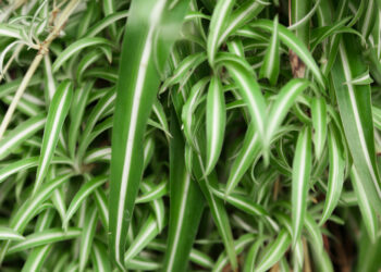 Chlorofitas: kaip auginti ir prižiūrėti šį populiarų kambarinį augalą