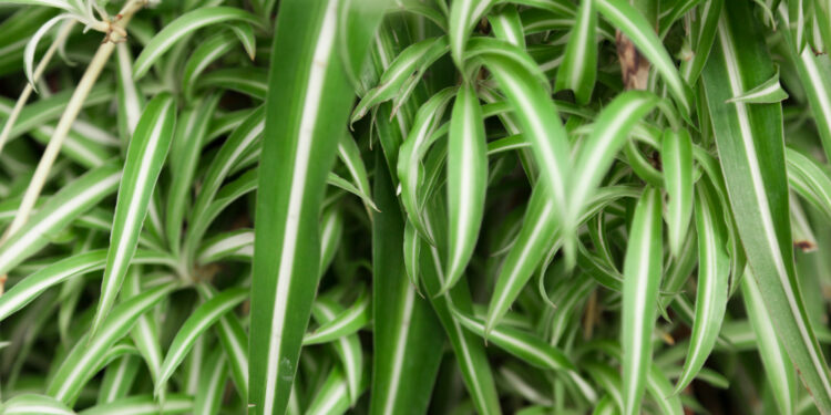 Chlorofitas: kaip auginti ir prižiūrėti šį populiarų kambarinį augalą